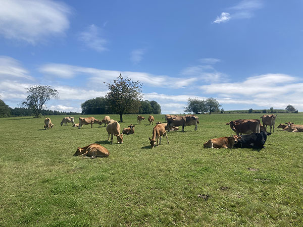 Troupeau de vaches jersiaises